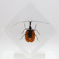 9060718 - Real Bug Acrylic Display Box - 6" X 6" - Violin Beetle (Mormolyce phyllodes) -Diamond