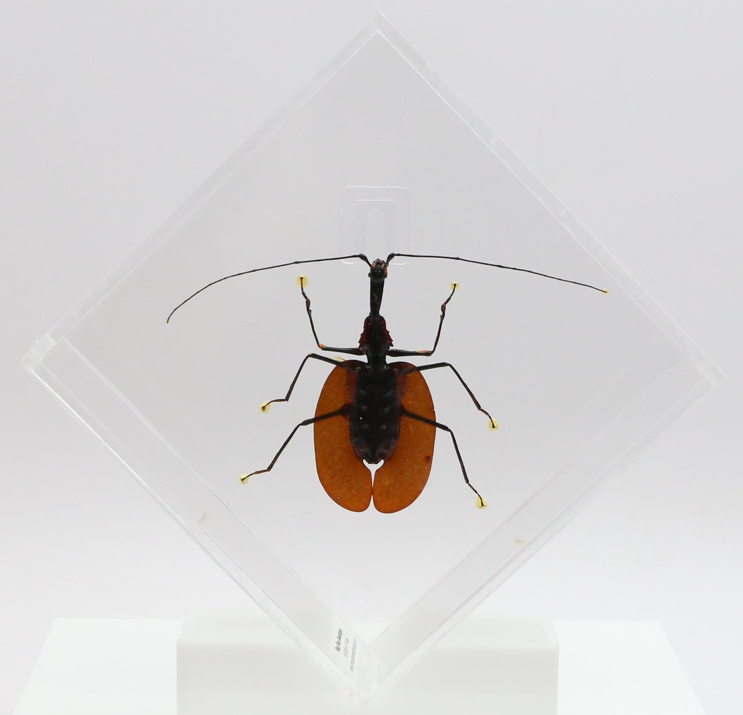 9060718 - Real Bug Acrylic Display Box - 6" X 6" - Violin Beetle (Mormolyce phyllodes) -Diamond