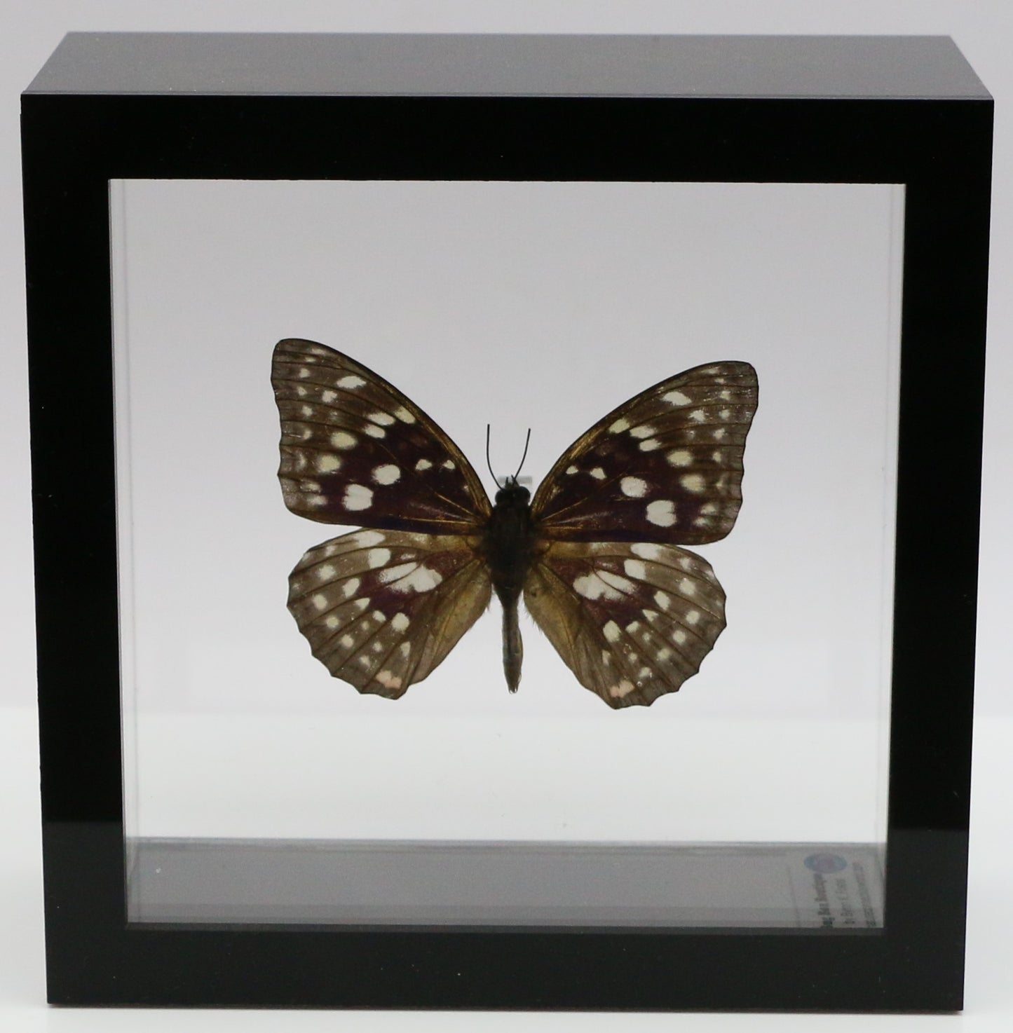 9050514 - Real Butterfly Acrylic Display Box - 5"X5" - Great Purple Emperor Butterfly (Sasakia charonda)