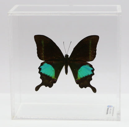 9050505 - Real Butterfly Acrylic Display Box - 5"X5" - Paris Peacock Swallowtail (Papilio paris)