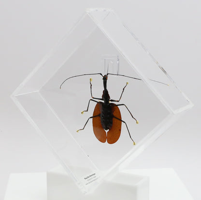 9060718 - Real Bug Acrylic Display Box - 6" X 6" - Violin Beetle (Mormolyce phyllodes) -Diamond