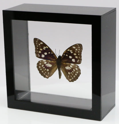 9050514 - Real Butterfly Acrylic Display Box - 5"X5" - Great Purple Emperor Butterfly (Sasakia charonda)