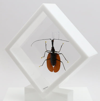 9060718 - Real Bug Acrylic Display Box - 6" X 6" - Violin Beetle (Mormolyce phyllodes) -Diamond