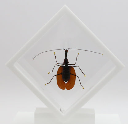 9060718 - Real Bug Acrylic Display Box - 6" X 6" - Violin Beetle (Mormolyce phyllodes) -Diamond