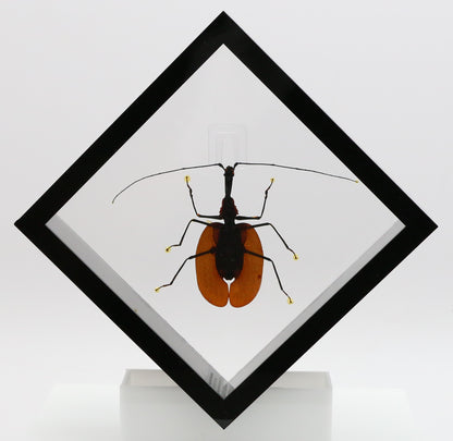 9060718 - Real Bug Acrylic Display Box - 6" X 6" - Violin Beetle (Mormolyce phyllodes) -Diamond