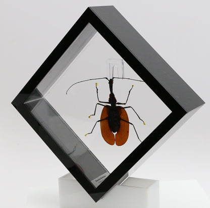 9060718 - Real Bug Acrylic Display Box - 6" X 6" - Violin Beetle (Mormolyce phyllodes) -Diamond