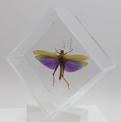 9060712 - Real Bug Acrylic Display Box - 6" X 6" - Diamond - Giant Purple Grasshopper (Lophacris albipes) - Male