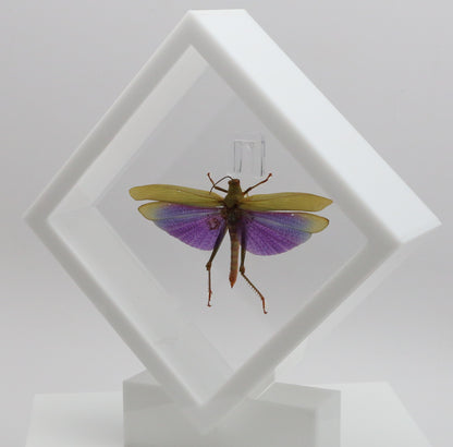 9060712 - Real Bug Acrylic Display Box - 6" X 6" - Diamond - Giant Purple Grasshopper (Lophacris albipes) - Male