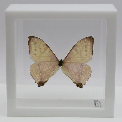 9050550 - Real Butterfly Acrylic Display Box - 5"X5" - Sulkowsky's Morpho (Morpho sulkowskyi)