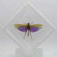 9060712 - Real Bug Acrylic Display Box - 6" X 6" - Diamond - Giant Purple Grasshopper (Lophacris albipes) - Male