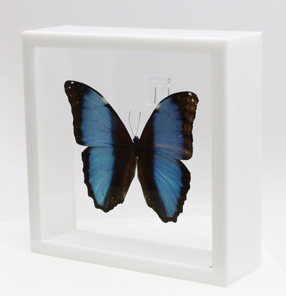 9070711 - Real Butterfly Acrylic Display Box - 7" X 7" - Deidamia Morpho (Morpho deidamia)