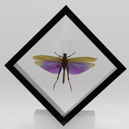 9060712 - Real Bug Acrylic Display Box - 6" X 6" - Diamond - Giant Purple Grasshopper (Lophacris albipes) - Male