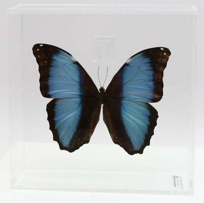 9070711 - Real Butterfly Acrylic Display Box - 7" X 7" - Deidamia Morpho (Morpho deidamia)