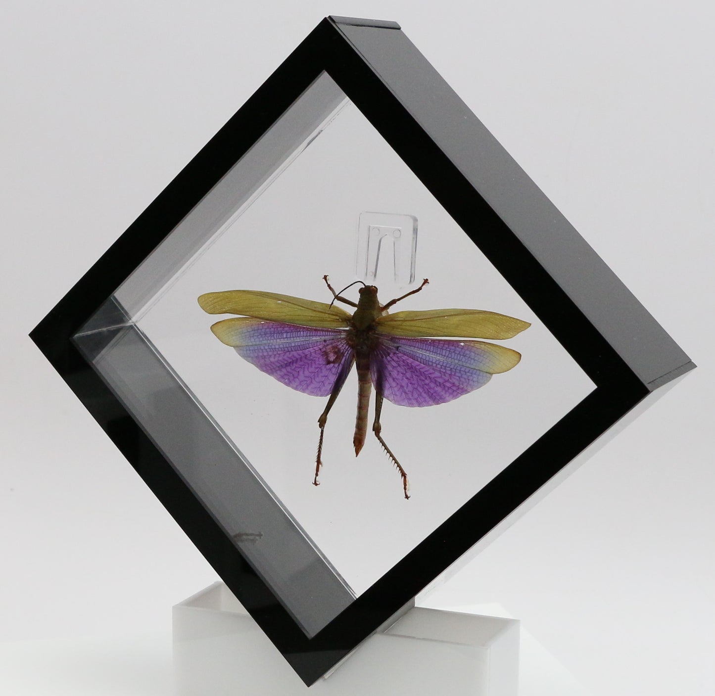 9060712 - Real Bug Acrylic Display Box - 6" X 6" - Diamond - Giant Purple Grasshopper (Lophacris albipes) - Male