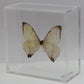 9050550 - Real Butterfly Acrylic Display Box - 5"X5" - Sulkowsky's Morpho (Morpho sulkowskyi)