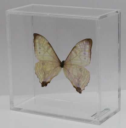 9050550 - Real Butterfly Acrylic Display Box - 5"X5" - Sulkowsky's Morpho (Morpho sulkowskyi)