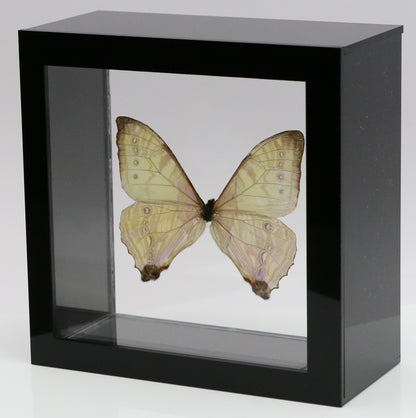 9050550 - Real Butterfly Acrylic Display Box - 5"X5" - Sulkowsky's Morpho (Morpho sulkowskyi)