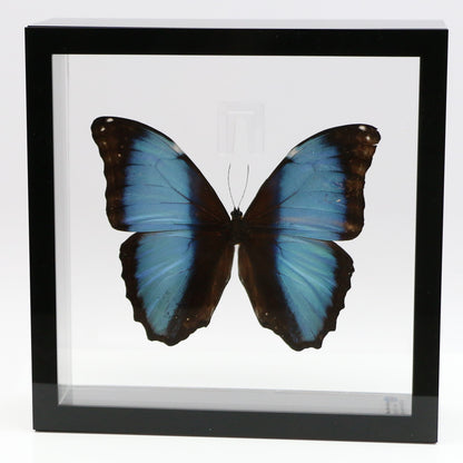 9070711 - Real Butterfly Acrylic Display Box - 7" X 7" - Deidamia Morpho (Morpho deidamia)