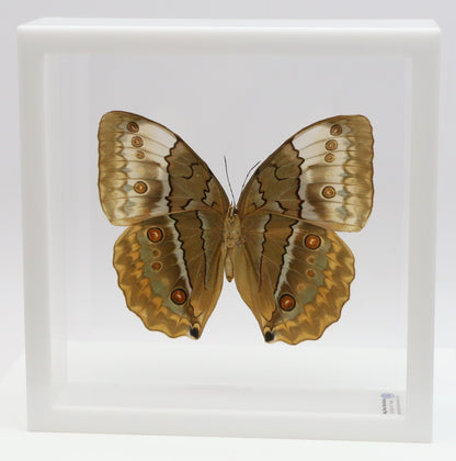 9070736 - Real Butterfly Acrylic Display Box - 7" X 7" - Siamese Jungle Queen Butterfly (Stichophthalma louisa) - Ventral