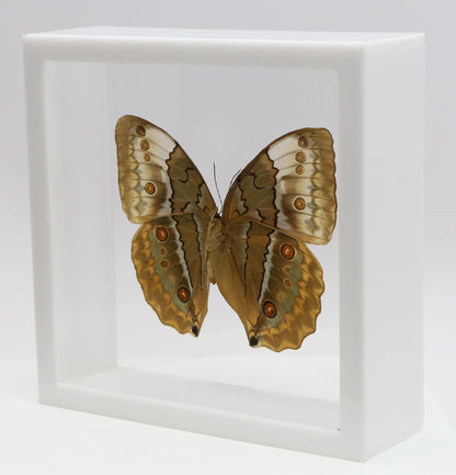 9070736 - Real Butterfly Acrylic Display Box - 7" X 7" - Siamese Jungle Queen Butterfly (Stichophthalma louisa) - Ventral