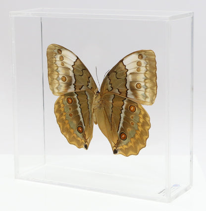 9070736 - Real Butterfly Acrylic Display Box - 7" X 7" - Siamese Jungle Queen Butterfly (Stichophthalma louisa) - Ventral