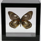 9040416 - Real Butterfly Acrylic Display Box - 4" X 4" - Red Spot Jezebel Butterfly (Delias zubuda) - Female - Ventral