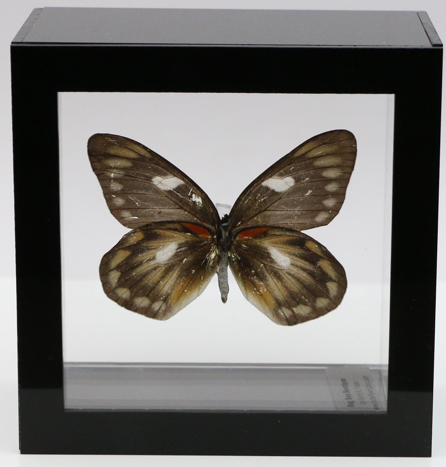 9040416 - Real Butterfly Acrylic Display Box - 4" X 4" - Red Spot Jezebel Butterfly (Delias zubuda) - Female - Ventral