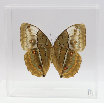 9070736 - Real Butterfly Acrylic Display Box - 7" X 7" - Siamese Jungle Queen Butterfly (Stichophthalma louisa) - Ventral