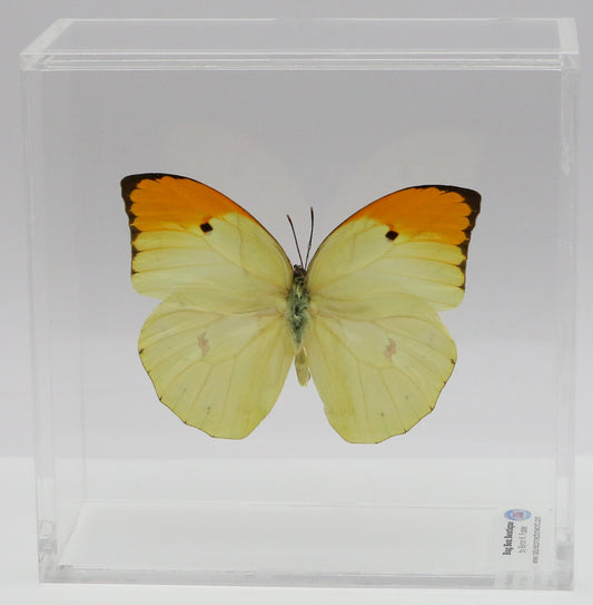 9050504 - Real Butterfly Acrylic Display Box - 5"X5" - Orange-Tipped Angled Sulphur (Anteos menippe)