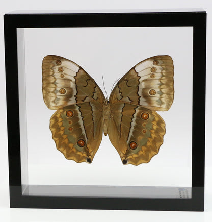 9070736 - Real Butterfly Acrylic Display Box - 7" X 7" - Siamese Jungle Queen Butterfly (Stichophthalma louisa) - Ventral