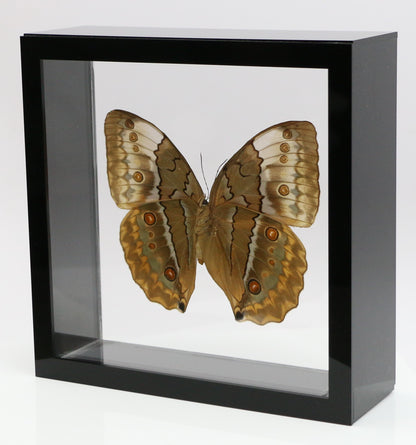 9070736 - Real Butterfly Acrylic Display Box - 7" X 7" - Siamese Jungle Queen Butterfly (Stichophthalma louisa) - Ventral