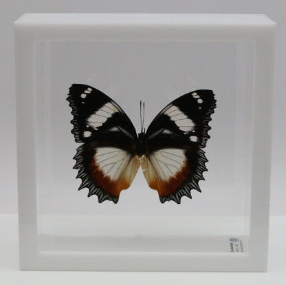 9060615 - Real Butterfly Acrylic Display Box - 6"X6" - Madagascar Diadem Butterfly (Hypolimnas dexithea)