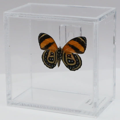 9040406 - Real Butterfly Acrylic Display Box - 4"X4" - BD Butterfly (Callicore cynosura )  - Ventral