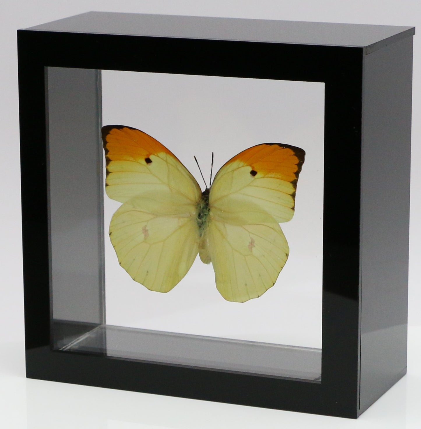9050504 - Real Butterfly Acrylic Display Box - 5"X5" - Orange-Tipped Angled Sulphur (Anteos menippe)