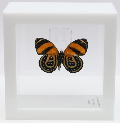 9040406 - Real Butterfly Acrylic Display Box - 4"X4" - BD Butterfly (Callicore cynosura )  - Ventral