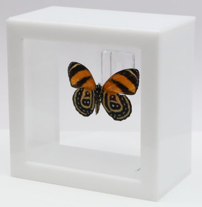 9040406 - Real Butterfly Acrylic Display Box - 4"X4" - BD Butterfly (Callicore cynosura )  - Ventral