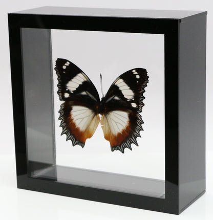 9060615 - Real Butterfly Acrylic Display Box - 6"X6" - Madagascar Diadem Butterfly (Hypolimnas dexithea)