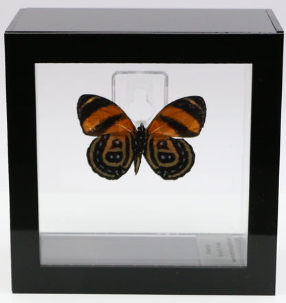 9040406 - Real Butterfly Acrylic Display Box - 4"X4" - BD Butterfly (Callicore cynosura )  - Ventral