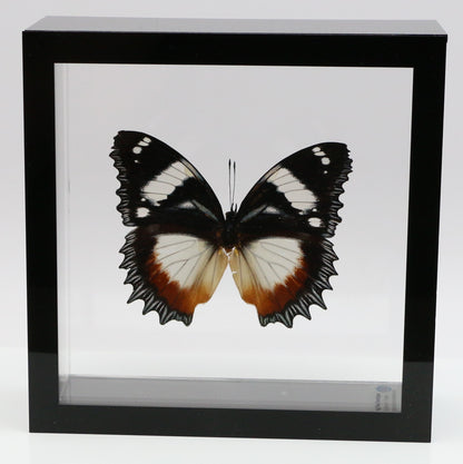 9060615 - Real Butterfly Acrylic Display Box - 6"X6" - Madagascar Diadem Butterfly (Hypolimnas dexithea)