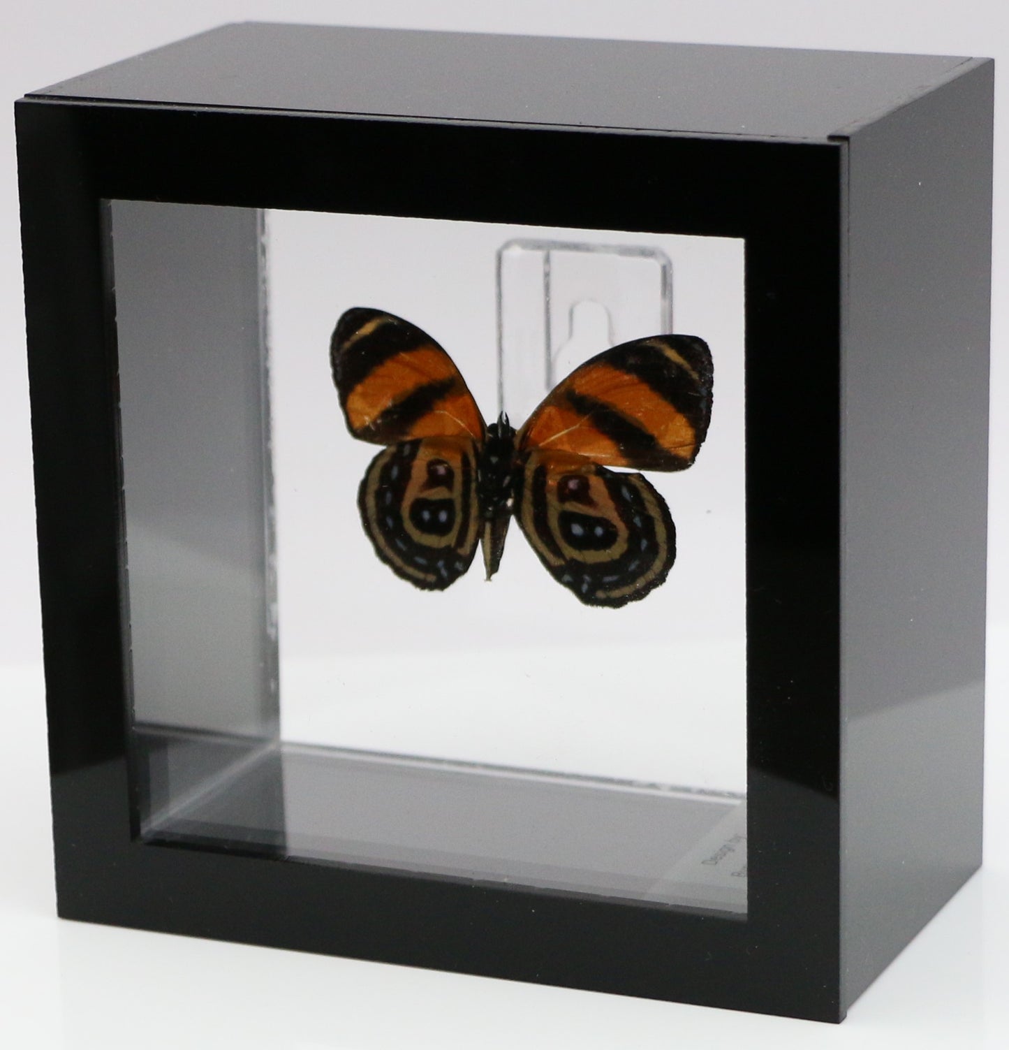 9040406 - Real Butterfly Acrylic Display Box - 4"X4" - BD Butterfly (Callicore cynosura )  - Ventral