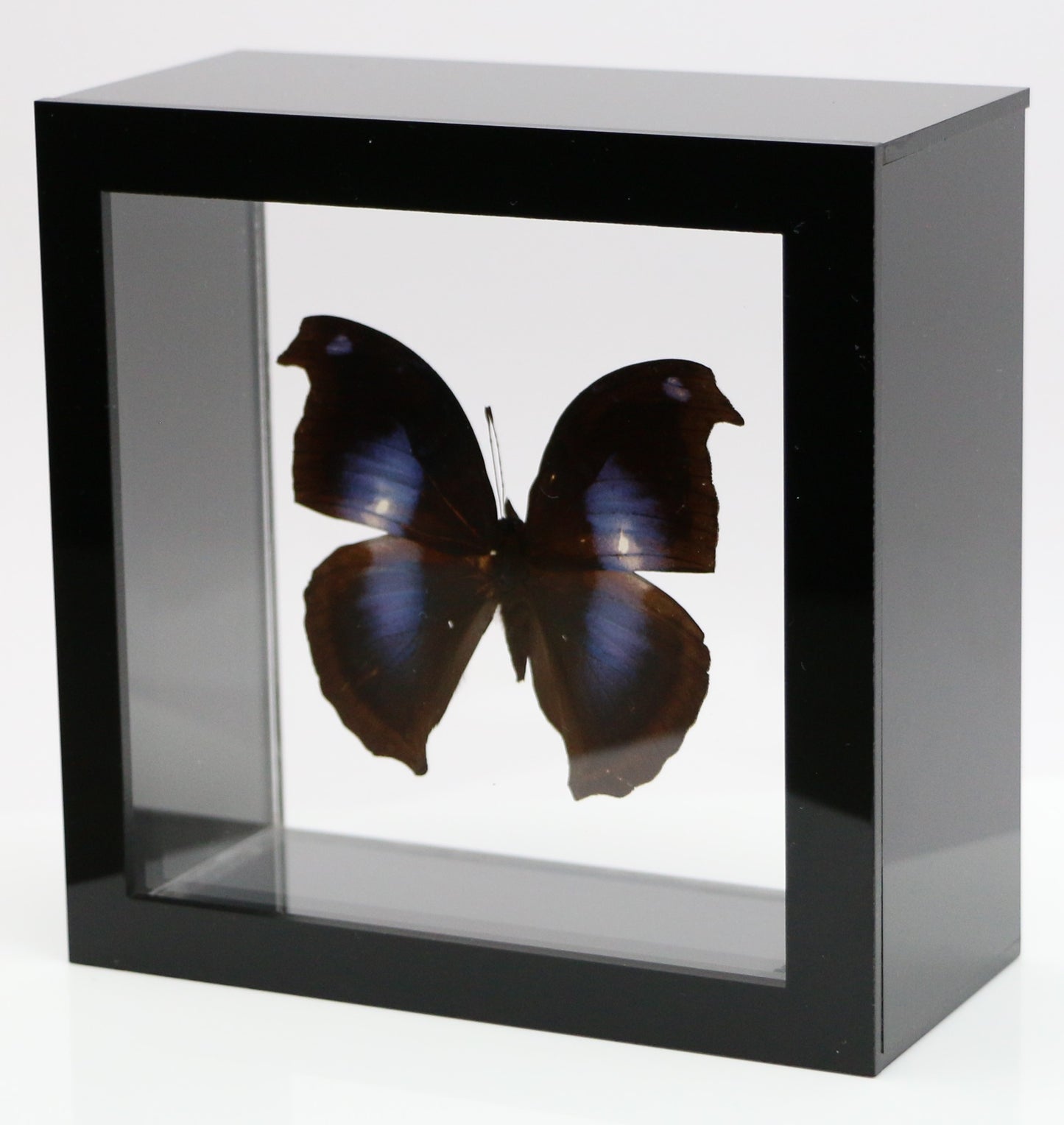 9050506 - Real Butterfly Acrylic Display Box - 5"X5" - Great Blue Hookwing ﻿(Napeocles jacunda)