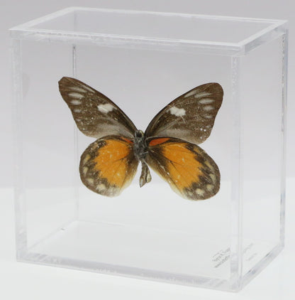 9040415 -Real Butterfly Acrylic Display Box - 4"X4" - Red Spot Jezebel Butterfly (Delias zubuda) - Male - Ventral