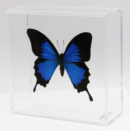 9060621 - Real Butterfly Acrylic Display Box - 6" X 6" - Blue Mountain Swallowtail (Papilio ulysses)