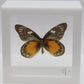 9040415 -Real Butterfly Acrylic Display Box - 4"X4" - Red Spot Jezebel Butterfly (Delias zubuda) - Male - Ventral