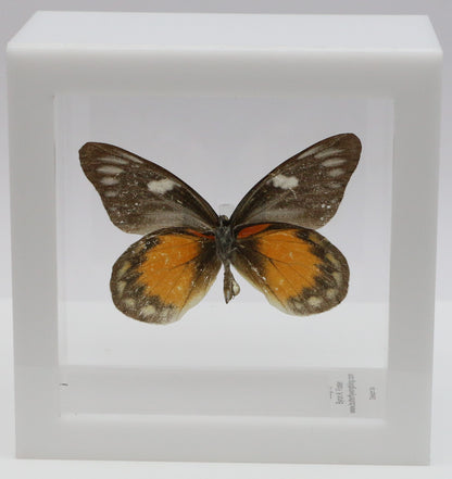 9040415 -Real Butterfly Acrylic Display Box - 4"X4" - Red Spot Jezebel Butterfly (Delias zubuda) - Male - Ventral