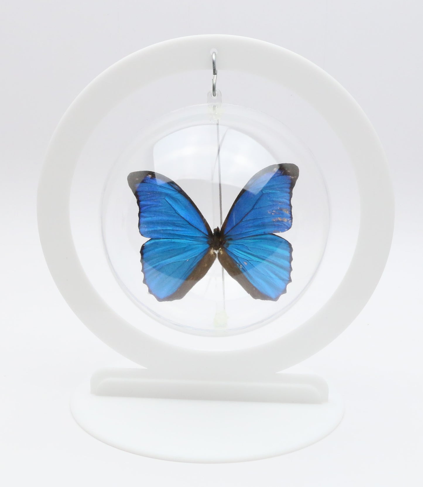 750300 - Butterfly Bubbles - Lg. - Round - Blue Morpho ﻿(Morpho menelaus)