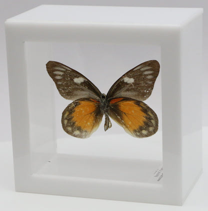 9040415 -Real Butterfly Acrylic Display Box - 4"X4" - Red Spot Jezebel Butterfly (Delias zubuda) - Male - Ventral