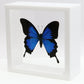 9060621 - Real Butterfly Acrylic Display Box - 6" X 6" - Blue Mountain Swallowtail (Papilio ulysses)