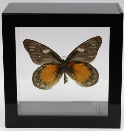 9040415 -Real Butterfly Acrylic Display Box - 4"X4" - Red Spot Jezebel Butterfly (Delias zubuda) - Male - Ventral