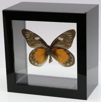 9040415 -Real Butterfly Acrylic Display Box - 4"X4" - Red Spot Jezebel Butterfly (Delias zubuda) - Male - Ventral